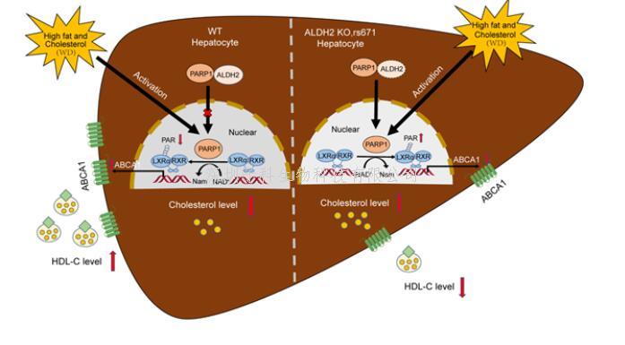 营养与健康所尹慧勇研究组发现乙醛脱氢酶2调控高密度脂蛋白代谢新机制