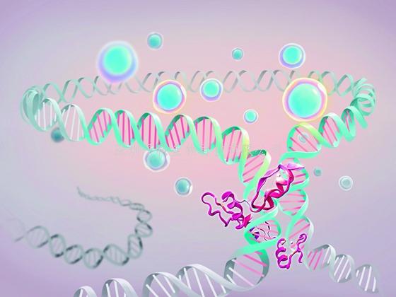 广州健康院在干细胞扩展潜能表观遗传调控机制方面取得新进展