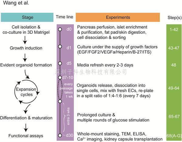 曾艺组建立基于Procr干细胞的体外长期扩增胰岛类器官的新方法