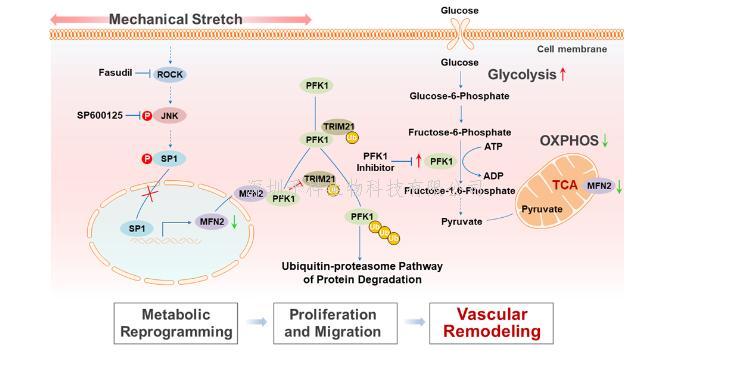 周菁团队揭示动-静脉移植后静脉桥再狭窄的力学生物学新机制