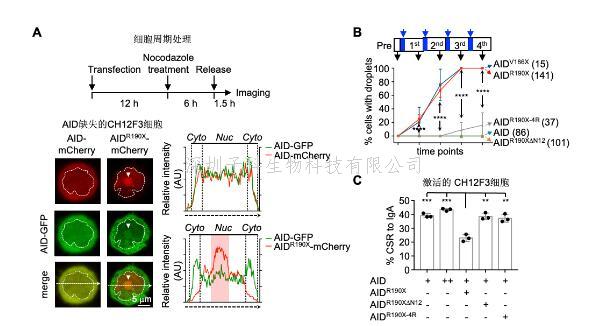 生命学院胡家志与合作者揭示高IgM免疫缺陷的一种分子机制
