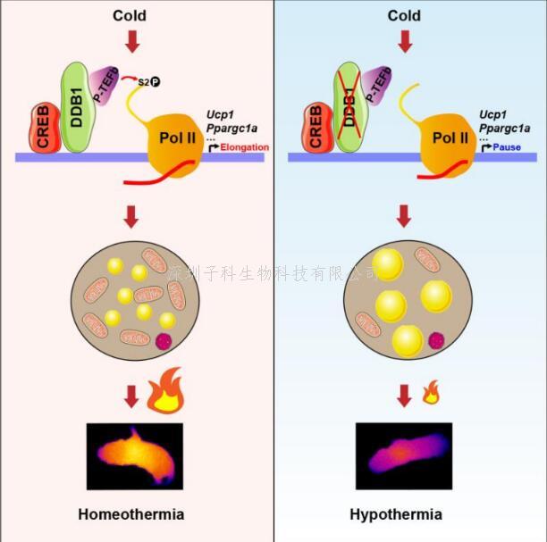 赵同金团队揭示DDB1在调控棕色脂肪组织应对急性冷刺激下快速产热的生理作用