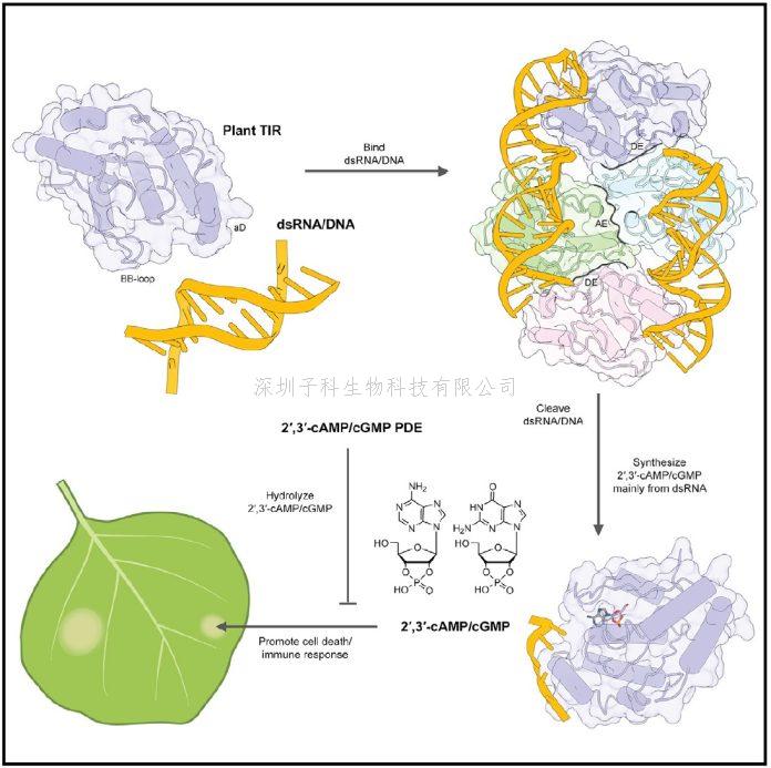 柴继杰Cell最新发文：首次证明2\',3\'-cAM/cGMP可由植物TIR蛋白产生并正向调控植物免疫反应