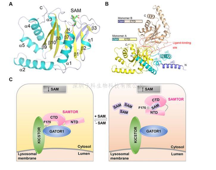 丁建平组揭示mTORC1信号通路中SAMTOR感受SAM的分子机制