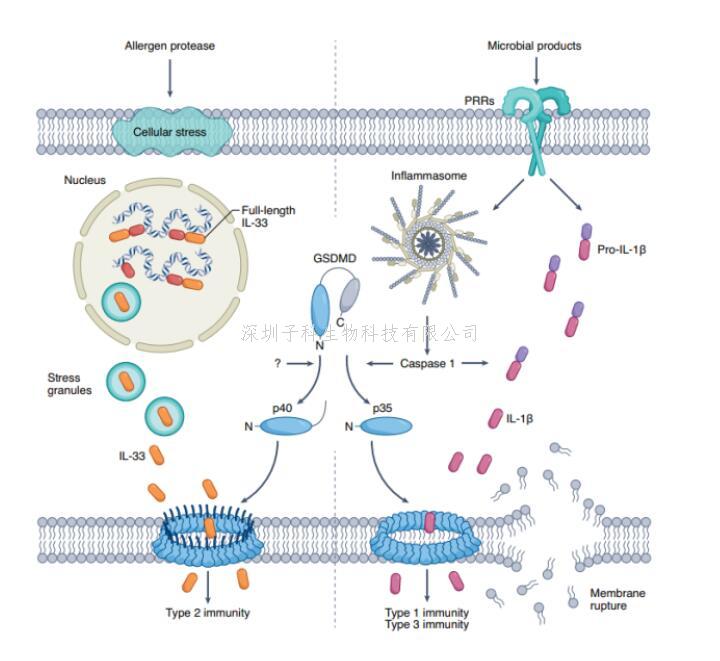 孙兵组合作揭示过敏原通过Stress granules和GSDMD促进IL-33释放的分子机制