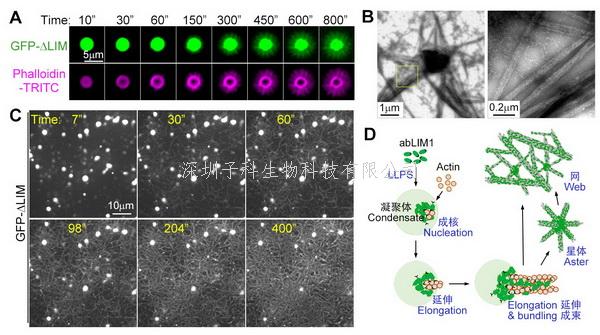 朱学良组揭示abLIM1的液-液相分离诱导微丝网络自组装