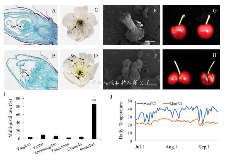 上海交通大学张才喜团队在甜樱桃果实“双胞胎”形成机理上取得重要进展