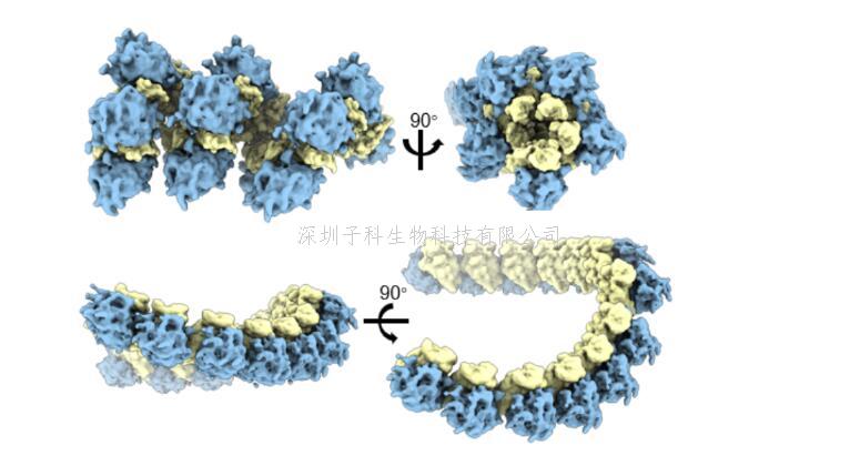 生命科学学院郭强课题组和合作者发展分析细胞内生物大分子拓扑结构的新方法