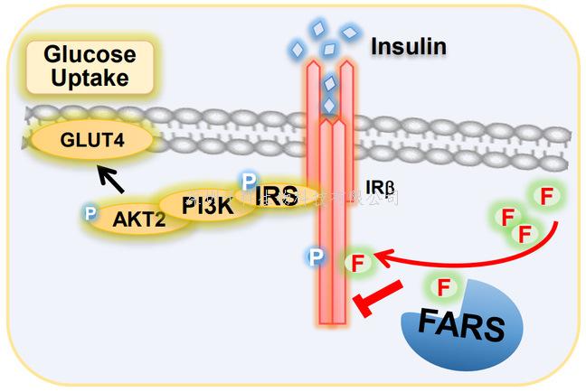 复旦大学Nature子刊揭示氨基酸代谢失调促胰岛素抵抗的分子机制