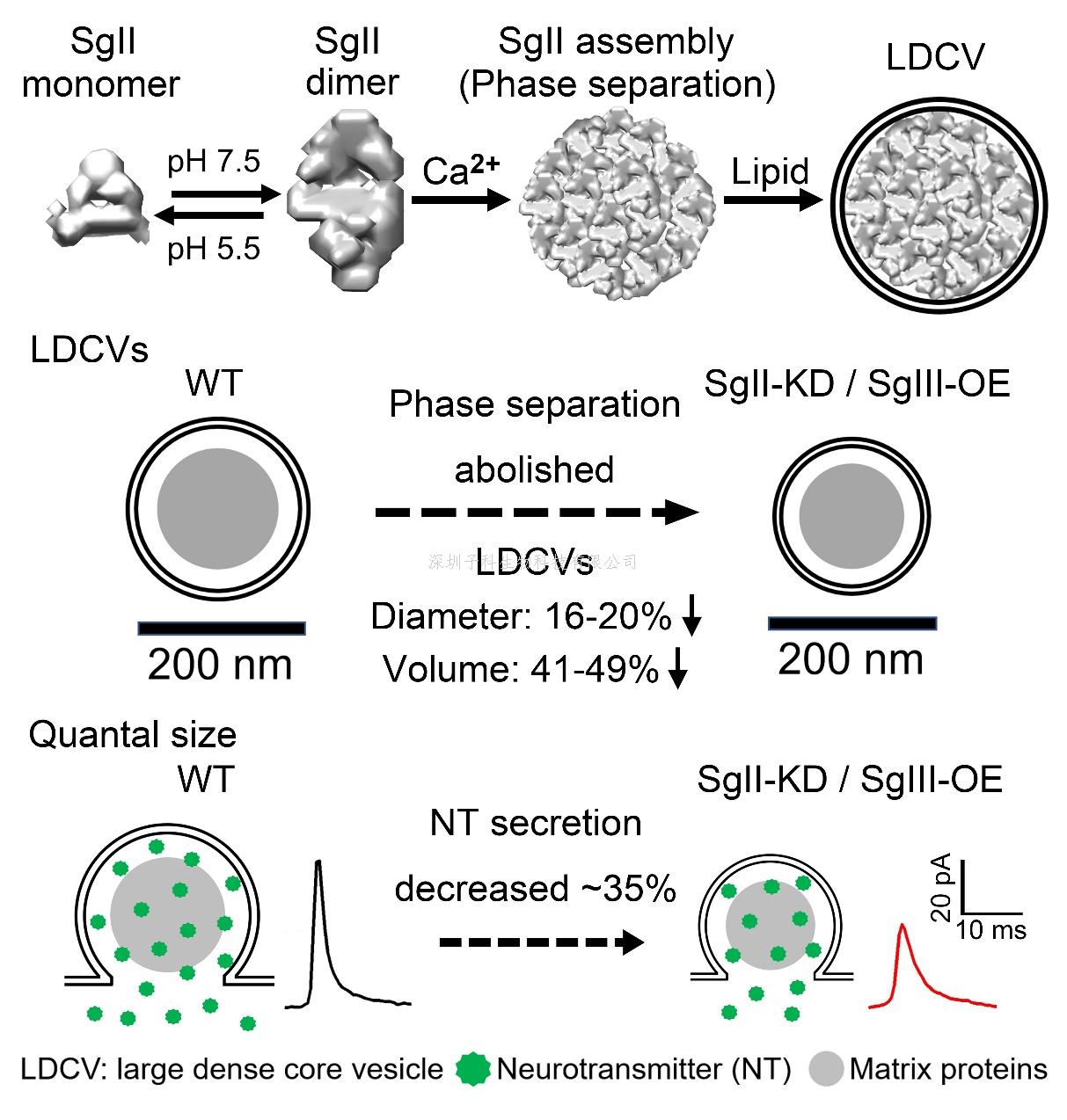 周专研究组报道囊泡基质蛋白Secretogranin II通过液液相分离调控囊泡大小和神经递质分泌
