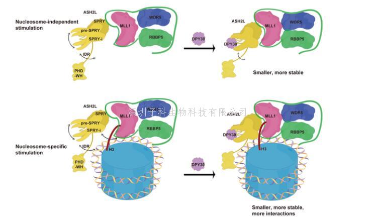 陈勇组揭示DPY30促进MLL复合物甲基转移酶活性的分子机制