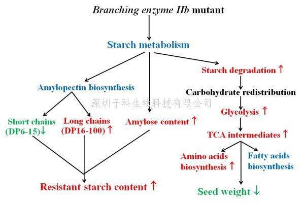 农学院包劲松教授团队在水稻高抗性淀粉形成机制研究取得新进展