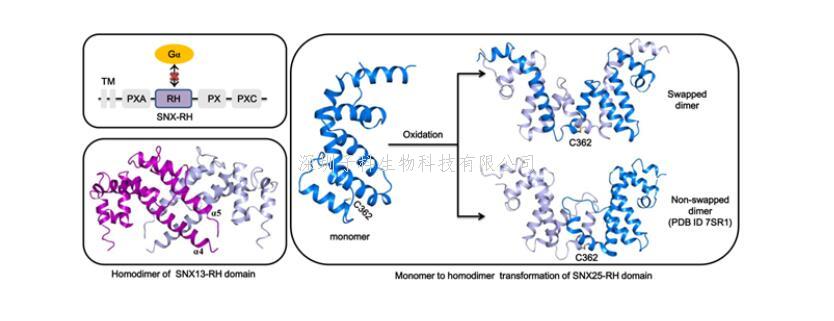 广州健康院发现新型非典型G蛋白信号转导调节因子同源结构域