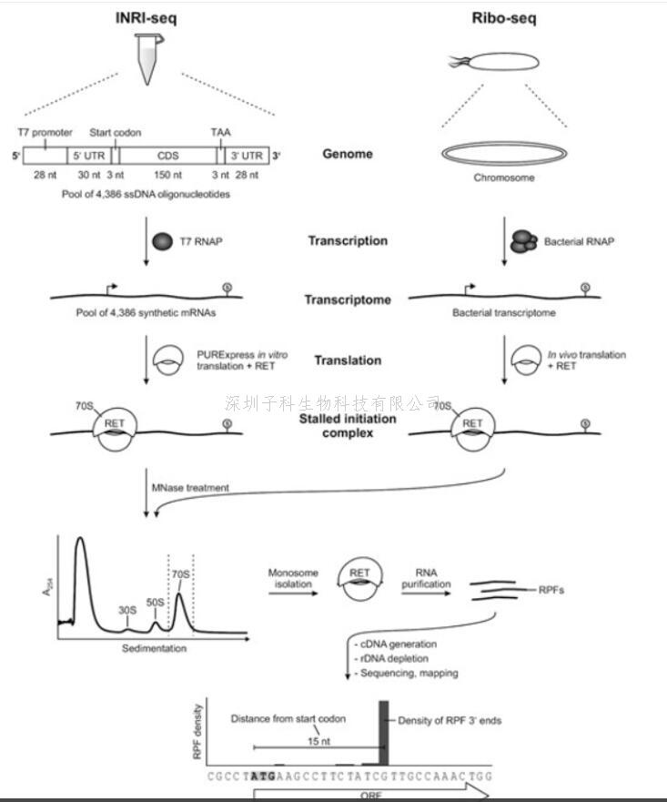 新技术:体外Ribo-seq(INRI-seq) 以无细胞方式进行全局翻译研究