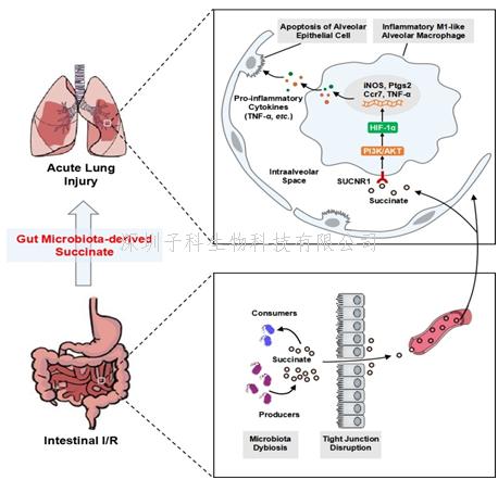 我国学者在肠源性肺损伤发生机制研究方面取得进展