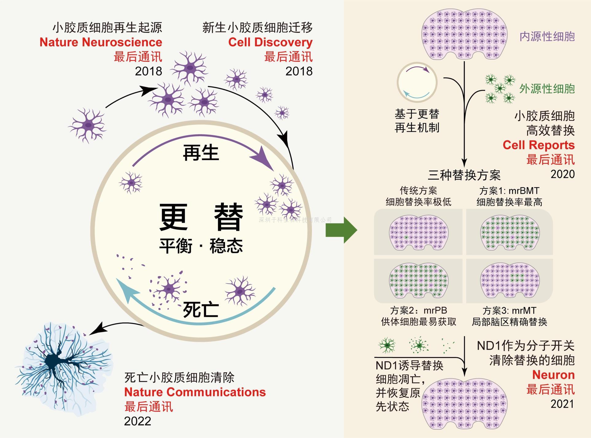 农学院叶恭银教授团队等在Nature Communications发文揭示平腹小蜂维持基因组稳定与毒液快速演化的遗传机制