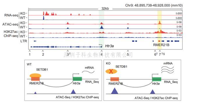 江燕团队解析调控皮层Htr3a中间神经元发育的分子机制及其对情绪行为的影响