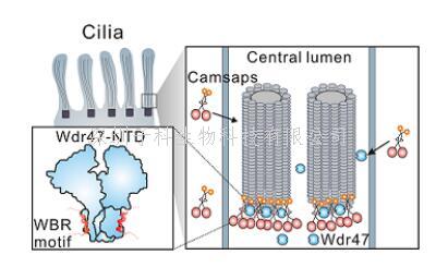 冯巍课题组与合作者揭示Wdr47和Camsap参与调控动纤毛中央微管形成的分子...