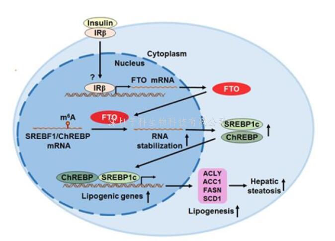 营养与健康所应浩研究组发现了FTO促进肝脏脂肪生成和NAFLD发病的关键机制