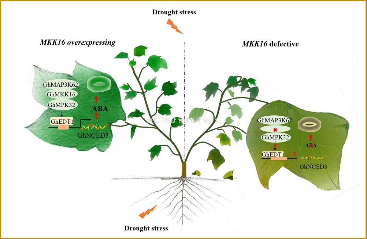 棉花团队抗逆课题组解析棉花抗旱反应中MAPK级联信号对ABA的反应