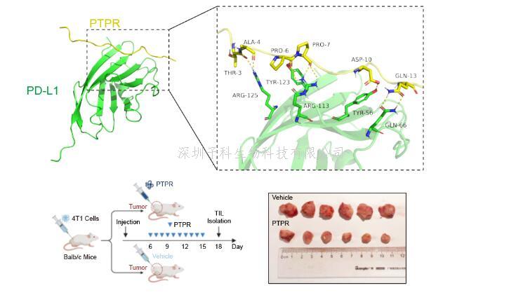 浙江大学林爱福等多团队联合开发基于免疫检查点分子翻译后修饰的