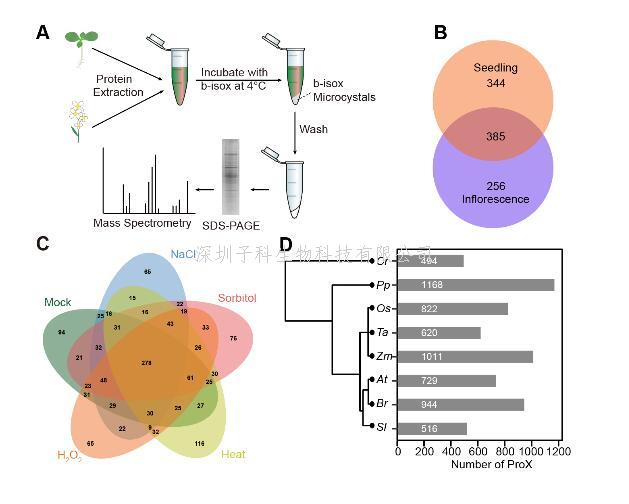 Molecular Plant：鉴定植物中具有相分离潜力的蛋白质