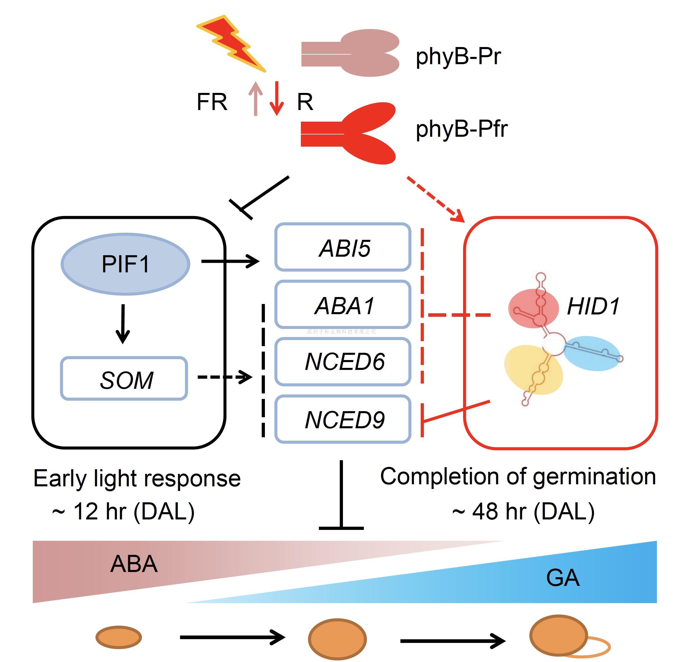 生命科学学院朱丹萌课题组取得植物非编码RNA介导的转录调控机制新突破