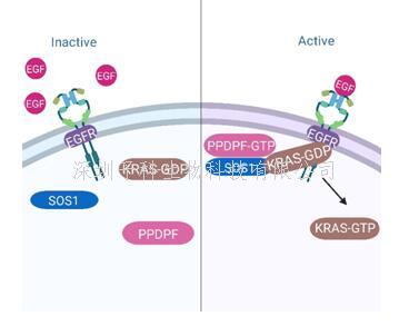 营养与健康所谢东研究组揭示PPDPF调控胰腺导管腺癌的新机制