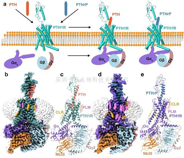 APS | 上海药物所合作揭示甲状旁腺激素受体1的两个内源性多肽激素的分子识别和激活机制