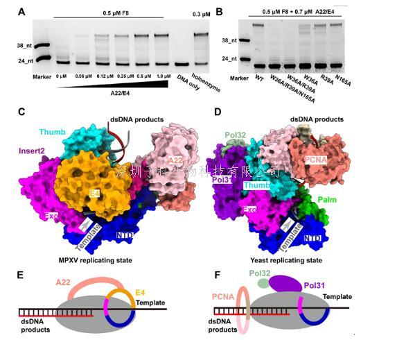 微生物所揭示猴痘病毒聚合酶全酶工作的分子机制