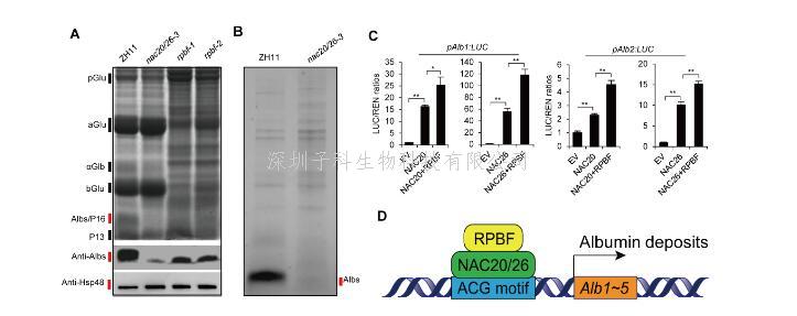 刘春明团队阐明水稻胚乳中清蛋白积累的分子机制