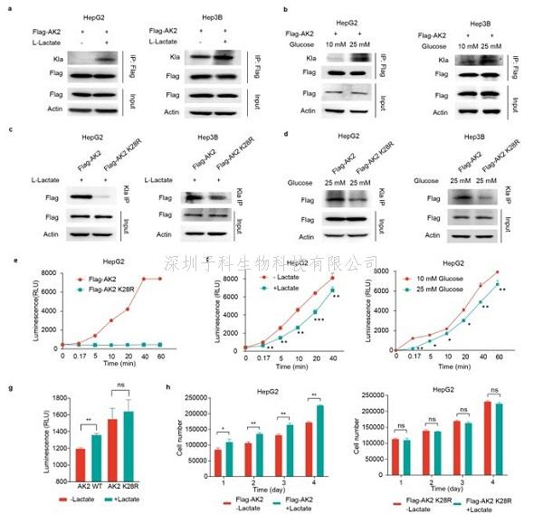 Nature Metabolism：绘制肝癌组织乳酰化修饰图谱