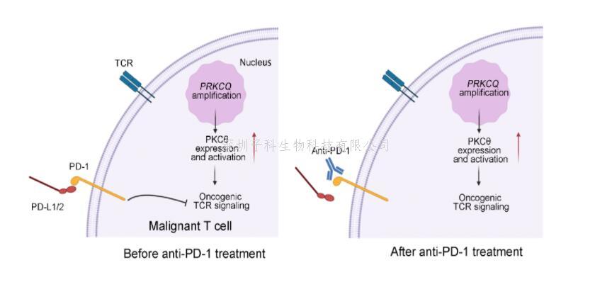 JCI Insight丨汪旸/白凡团队合作揭示PD-1单抗治疗导致皮肤T细胞淋巴瘤超进展的机制