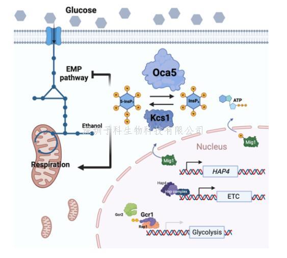 北京化工大学Cell最新发文：焦磷酸肌醇调控酵解和呼吸平衡新机制