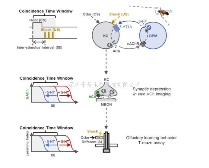 生命科学学院李毓龙团队发现五羟色胺调节关联学习记忆的时间窗口 揭开巴甫洛夫留下的百年之谜