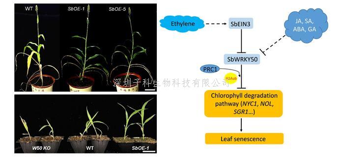 生科院孙博教授课题组发现乙烯响应因子SbWRKY50通过表观遗传途径抑制叶绿素降解延迟高粱叶片衰老