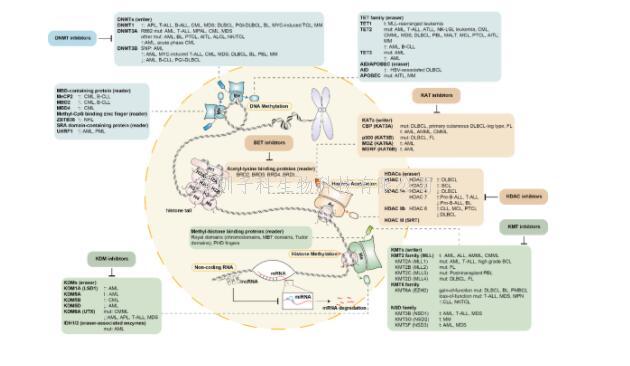 川大华西医院血液内科牛挺教授团队在STTT发文，提出了通过表观遗传学调控治疗血液系统肿瘤的新策略