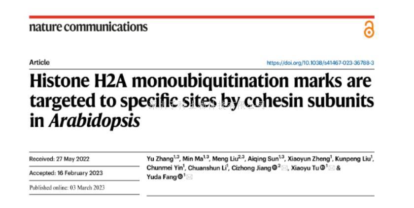 上海交大方玉达、涂晓雨团队合作在Nature Communications发文揭示组蛋白H2A通过cohesin靶向进行单泛素化修饰的机制