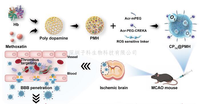 蒋晨教授团队在仿生递药系统治疗急性缺血性脑卒中领域取得进展
