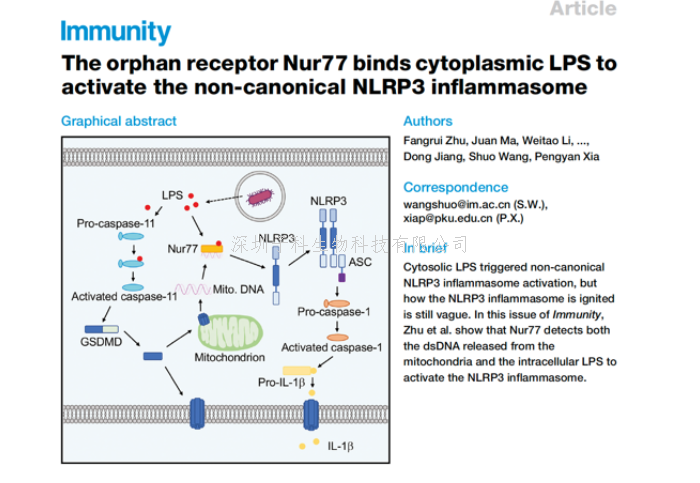 王硕研究团队合作揭示非经典NLRP3炎症小体激活新机制