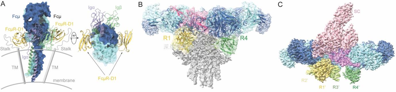 生命科学学院肖俊宇研究组阐明免疫球蛋白IgM被特异性受体FcμR识别的分子机制