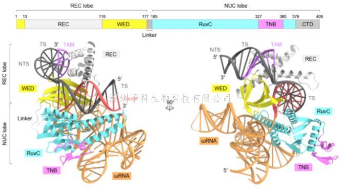 Nature：参与基因组编辑的蛋白质的3D结构