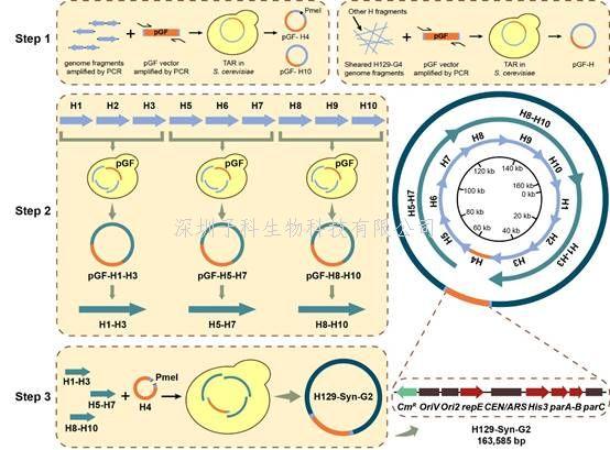 胡志红、罗敏华团队在I型单纯疱疹病毒载体构建的研究中取得进展