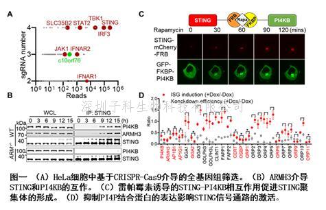 Immunity | 蒋争凡课题组发现STING后高尔基体囊泡转运的重要性及分子机制