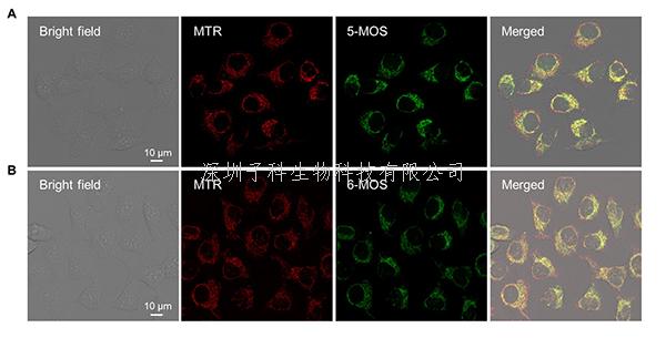 昆明植物所与合作者发现植物香豆素异构体的荧光特性、机理及其细胞成像的潜在价值