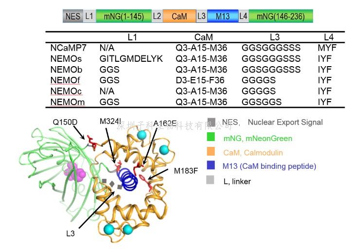 农学院喻景权/周艳虹团队在PNAS发文揭示光信号节链在番茄侧枝发育中的作用