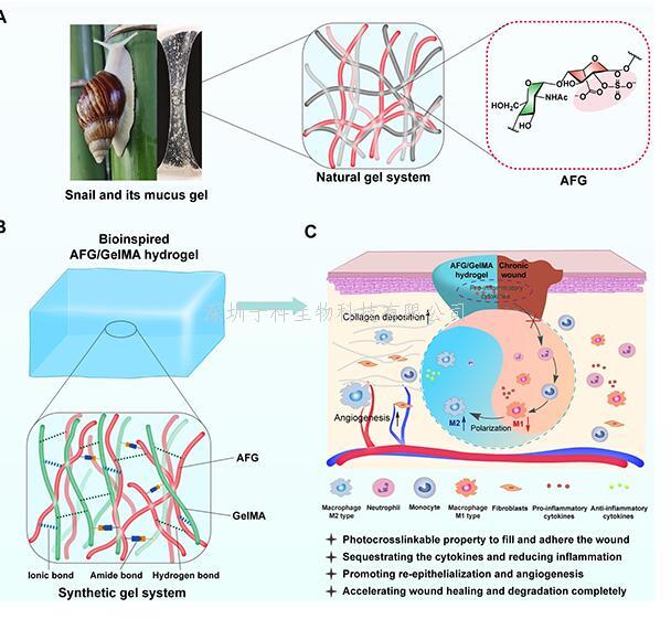 昆明植物所在天然多糖水凝胶修复糖尿病难愈合创面的研究中取得重要进展