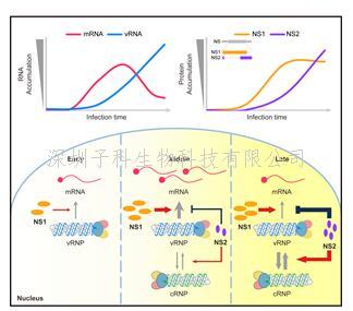 微生物所邓涛团队发现流感病毒NS1和NS2蛋白参与精细调控病毒RNA的转录与复制
