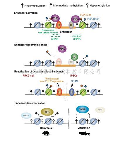 生命学院颉伟组应邀在TiBS发表关于增强子激活、失活和沉默的综述