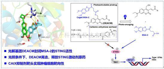 上海交大药学院研究团队合作发现肿瘤靶向的光控STING激动剂